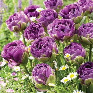 Blue Wow Double Tulip Thumbnail